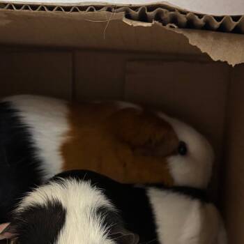 Rescue Guinea Pig Guinea Pigs for Adoption in Dover, New Hampshire - Shuri | PetCurious